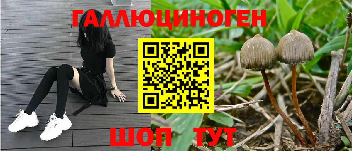 Кингисепп  Галлюциногенные грибы Cubensis  Вход с VPN 